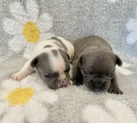 Kozy , a female French Bulldog for sale in Dysart, IA – 9 of 10