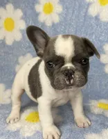 Kaleb, a male French Bulldog for sale in Dysart, IA – 2 of 8