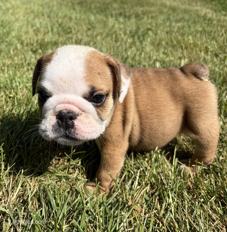 Elise – English Bulldog puppy for sale in Dysart, IA