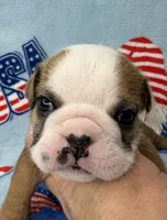 Elise, a female English Bulldog for sale in Dysart, IA – 2 of 10
