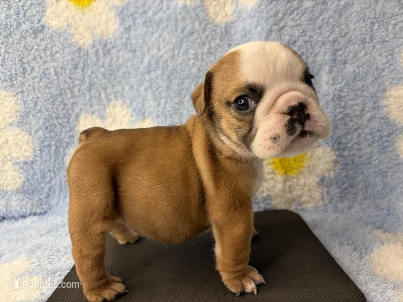 Elise – English Bulldog puppy for sale in Dysart, IA