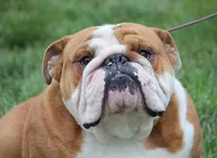 Edna x Whiskey litter, a  English Bulldog for sale in Dysart, IA – 1 of 8