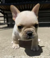 Thelma, a female French Bulldog for sale in Dysart, IA – 4 of 10