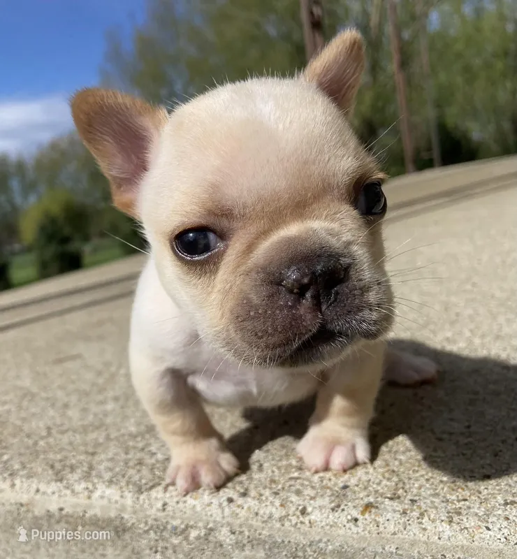 Thelma – French Bulldog puppy for sale in Dysart, IA