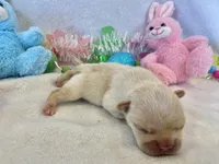 Thelma, a female French Bulldog for sale in Dysart, IA – Photo 4 of 10