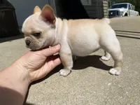 Thelma, a female French Bulldog for sale in Dysart, IA – 10 of 10
