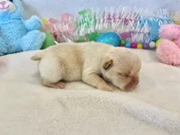 Thelma, a female French Bulldog for sale in Dysart, IA – Photo 9 of 10