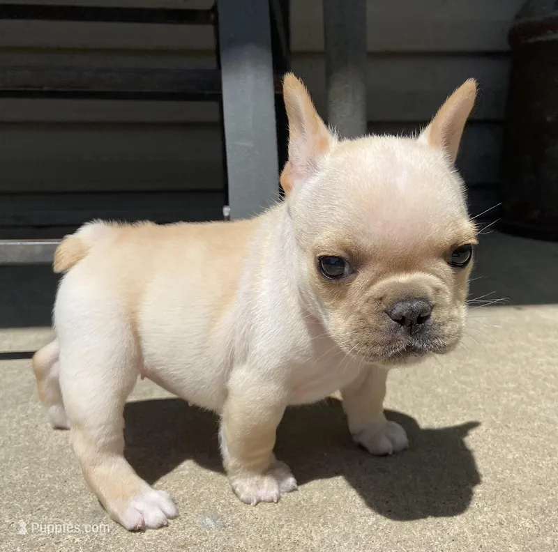 Thelma – French Bulldog puppy for sale in Dysart, IA
