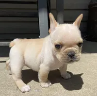 Thelma, a female French Bulldog for sale in Dysart, IA – 1 of 10