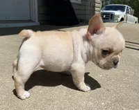 Thelma, a female French Bulldog for sale in Dysart, IA – 9 of 10