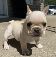 Thelma, a female French Bulldog for sale in Dysart, IA – 3 of 10