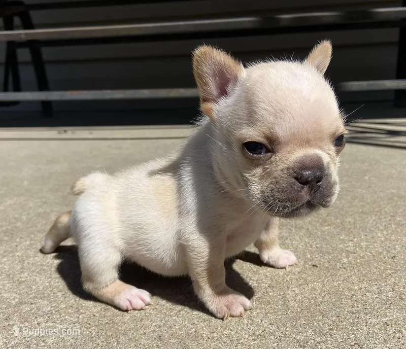 Thelma – French Bulldog puppy for sale in Dysart, IA