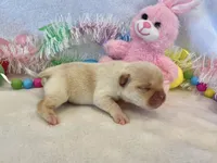 Thelma, a female French Bulldog for sale in Dysart, IA – Photo 7 of 10