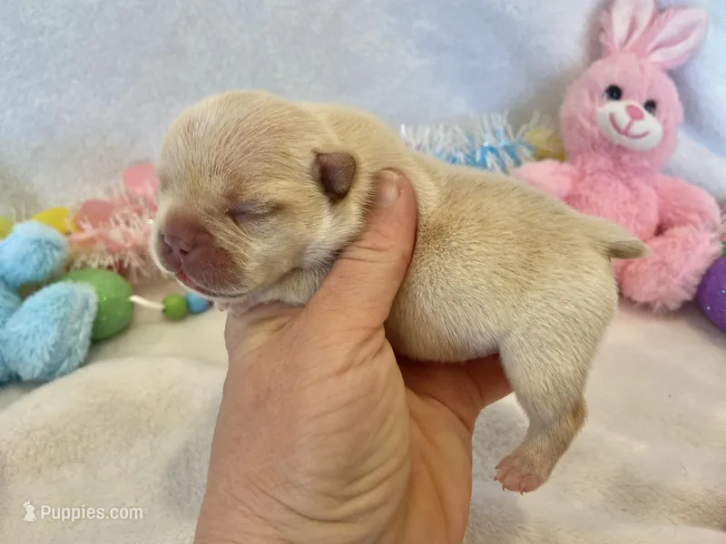 Thelma – French Bulldog puppy for sale in Dysart, IA