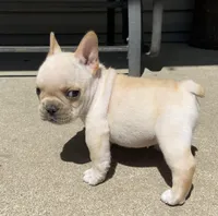 Thelma, a female French Bulldog for sale in Dysart, IA – 6 of 10