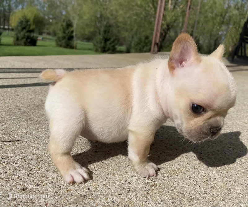 Thelma – French Bulldog puppy for sale in Dysart, IA
