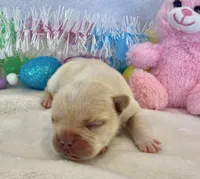 Thelma, a female French Bulldog for sale in Dysart, IA – Photo 2 of 10