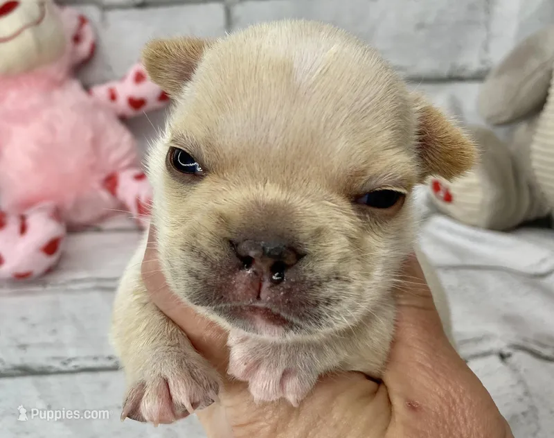 Thelma – French Bulldog puppy for sale in Dysart, IA