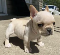 Thelma, a female French Bulldog for sale in Dysart, IA – 7 of 10