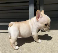 Thelma, a female French Bulldog for sale in Dysart, IA – 8 of 10