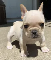 Thelma, a female French Bulldog for sale in Dysart, IA – 5 of 10