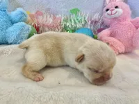 Thelma, a female French Bulldog for sale in Dysart, IA – Photo 3 of 10