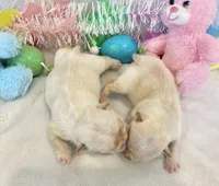 Thelma, a female French Bulldog for sale in Dysart, IA – Photo 6 of 10