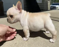 Thelma, a female French Bulldog for sale in Dysart, IA – 2 of 10