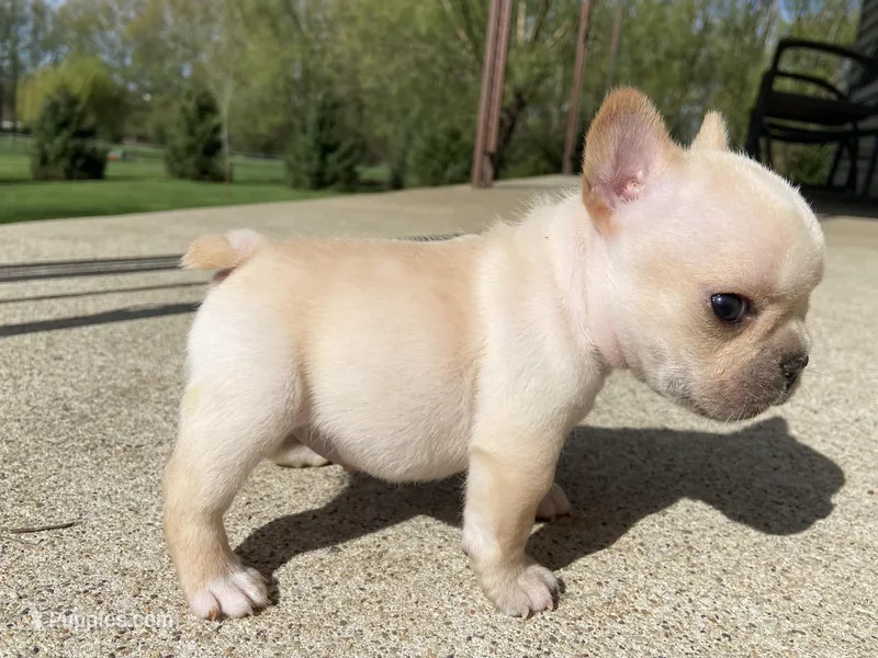 Thelma – French Bulldog puppy for sale in Dysart, IA