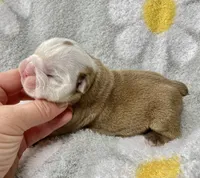 Hefty , a male English Bulldog for sale in Dysart, IA – 9 of 10
