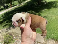 Hickory, a female English Bulldog for sale in Dysart, IA – 7 of 10
