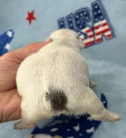 Phyliss, a female French Bulldog for sale in Dysart, IA – 5 of 10