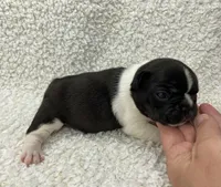 Blair, a female French Bulldog for sale in Dysart, IA – 5 of 10
