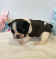 Frankie , a female French Bulldog for sale in Dysart, IA – Photo 5 of 10