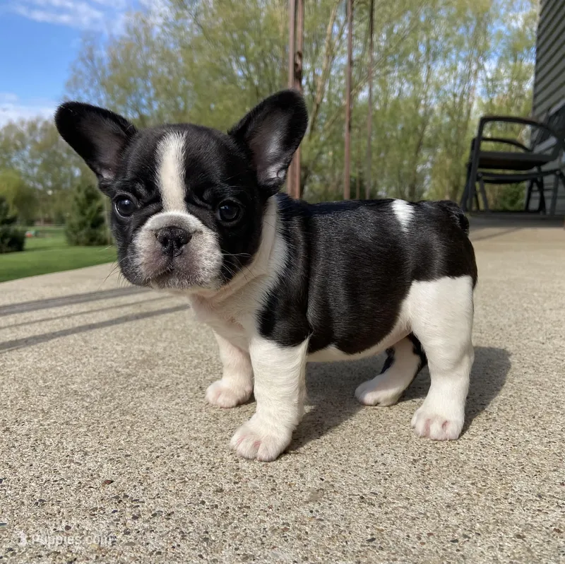 Frankie  – French Bulldog puppy for sale in Dysart, IA
