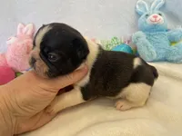 Frankie , a female French Bulldog for sale in Dysart, IA – Photo 6 of 10