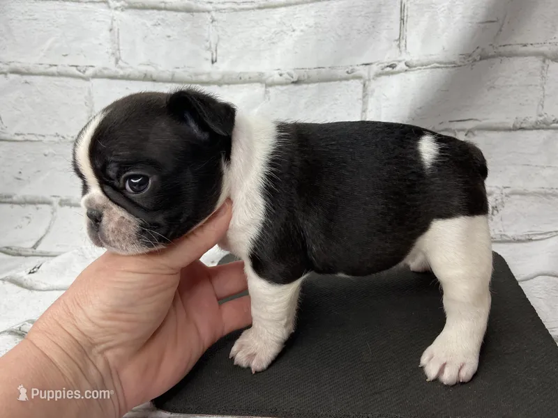 Frankie  – French Bulldog puppy for sale in Dysart, IA