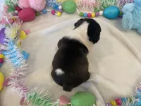 Frankie , a female French Bulldog for sale in Dysart, IA – Photo 10 of 10