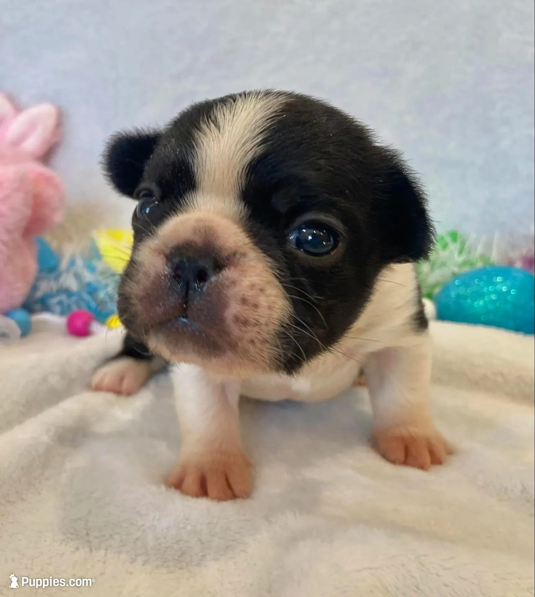 Frankie , a female French Bulldog for sale in Dysart, IA – Photo 2 of 10