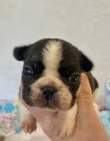 Frankie , a female French Bulldog for sale in Dysart, IA – Photo 3 of 10