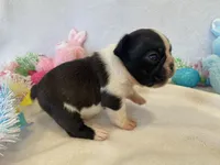 Frankie , a female French Bulldog for sale in Dysart, IA – Photo 7 of 10