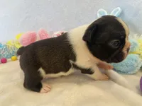 Frankie , a female French Bulldog for sale in Dysart, IA – Photo 1 of 10