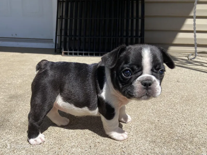 Frankie  – French Bulldog puppy for sale in Dysart, IA