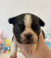 Frankie , a female French Bulldog for sale in Dysart, IA – Photo 4 of 10