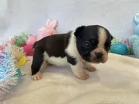 Frankie , a female French Bulldog for sale in Dysart, IA – Photo 8 of 10