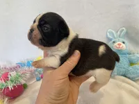 Frankie , a female French Bulldog for sale in Dysart, IA – Photo 9 of 10