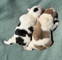 Piglet, a male French Bulldog for sale in Dysart, IA – 10 of 10