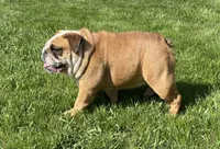 Edna x Whiskey litter, a  English Bulldog for sale in Dysart, IA – 7 of 8