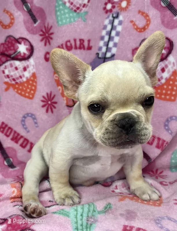 Thelma – French Bulldog puppy for sale in Dysart, IA