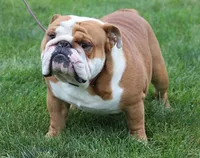 Hoover, a male English Bulldog for sale in Dysart, IA – 3 of 10